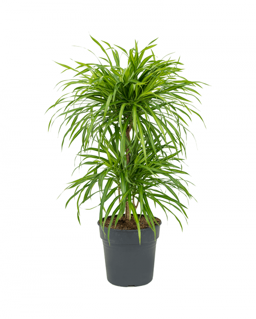 Dracaena Anita Variegata 80 cm