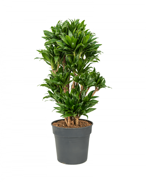 Dracaena Compacta 110 cm