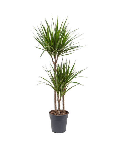 Dracaena Marginata 110 cm