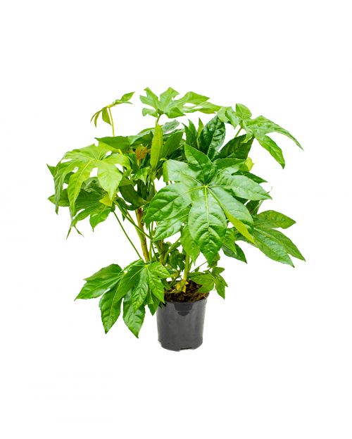 Fatsia Japonica 70 cm