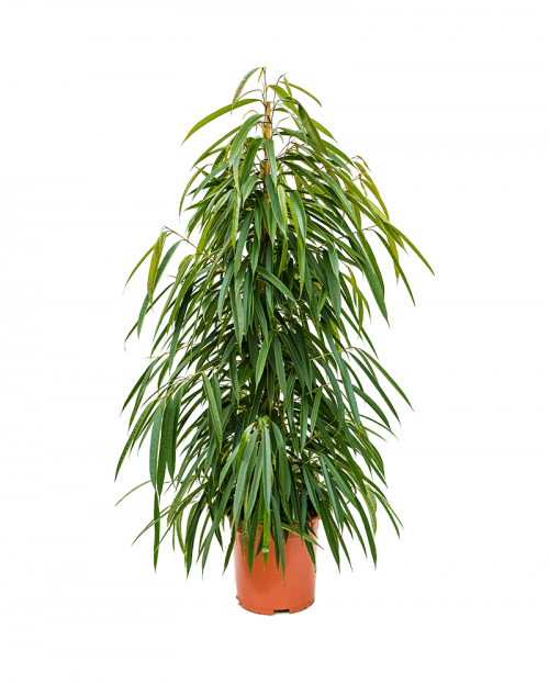 Ficus Alii 140 cm