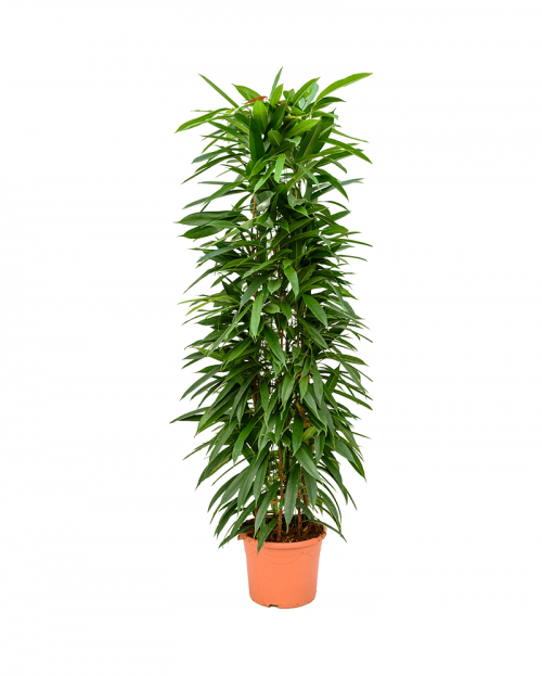 Ficus Amstel King 150 cm