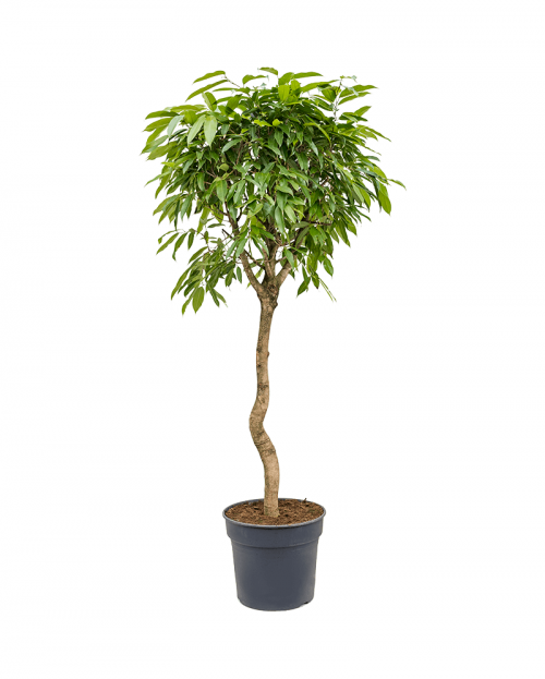 Ficus Amstel King 200 cm