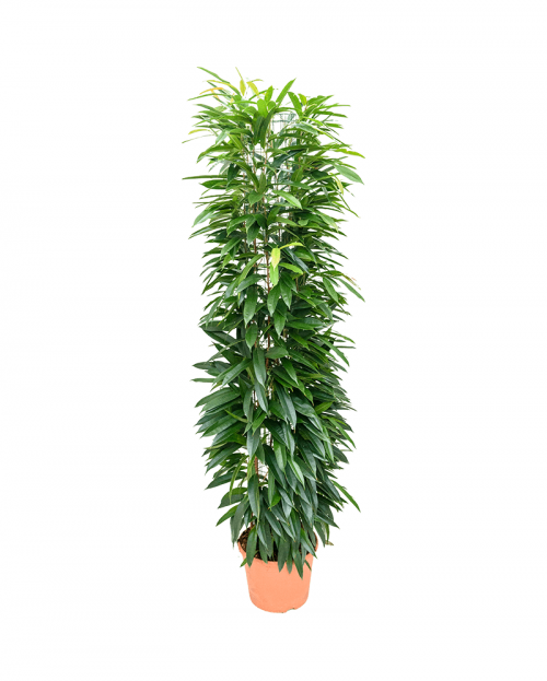 Ficus Amstel King 210 cm