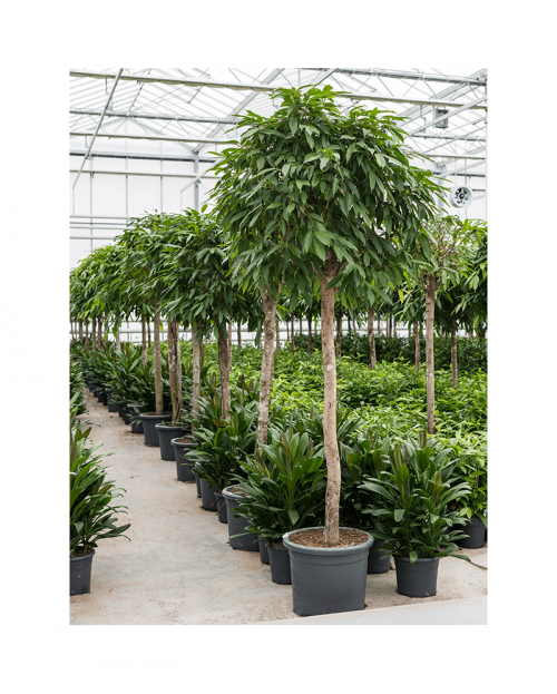 Ficus Amstel King 250 cm