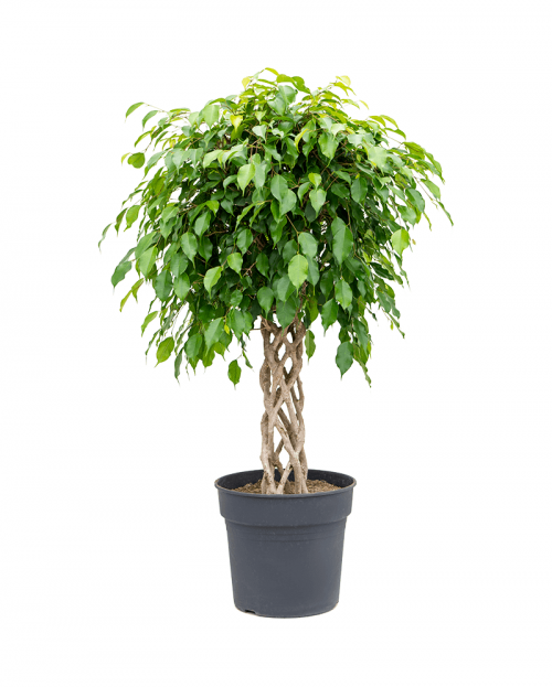 Ficus Benjamina 110 cm