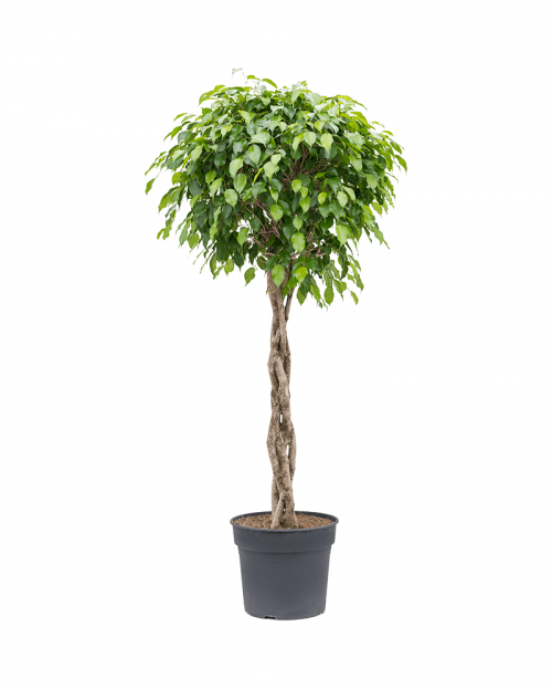 Ficus Benjamina 180 cm