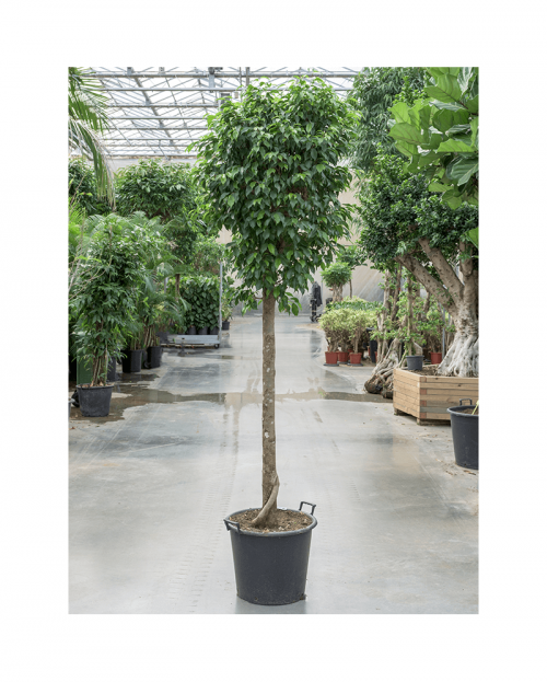 Ficus Benjamina 225 cm
