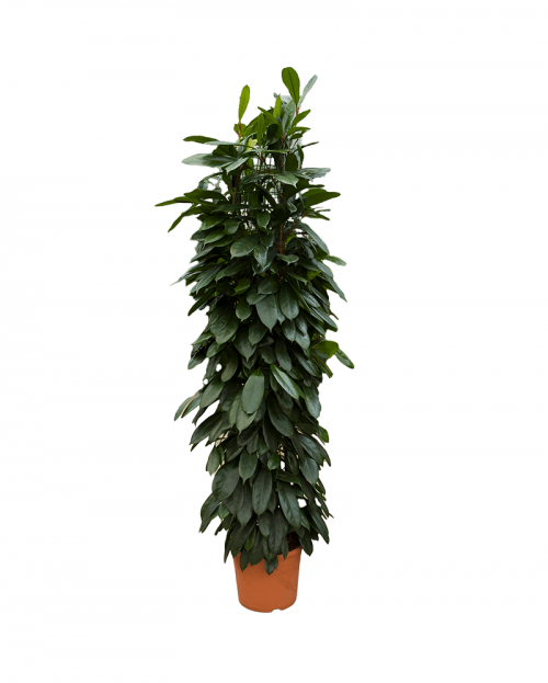 Ficus Cyathistipula 180 cm