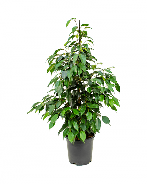 Ficus Danielle 100 cm