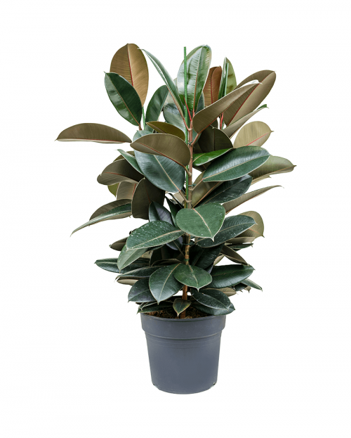 Ficus Elastica 110 cm