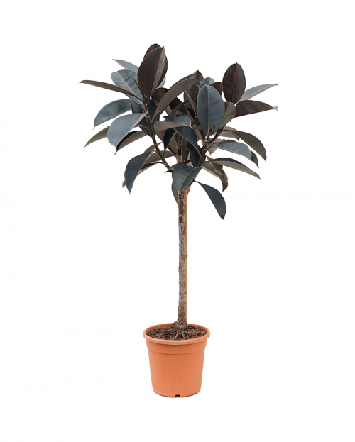 Ficus Elastica 120 cm