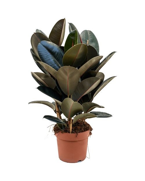 Ficus Elastica 70 cm