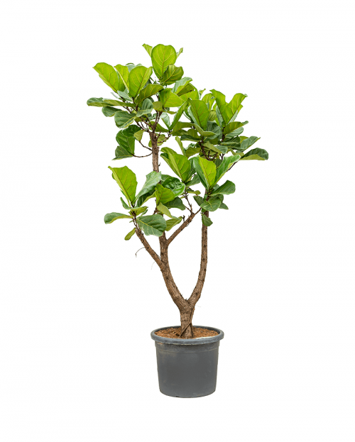 Ficus Lyrata 190 cm