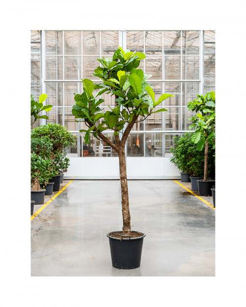 Ficus Lyrata 325 cm