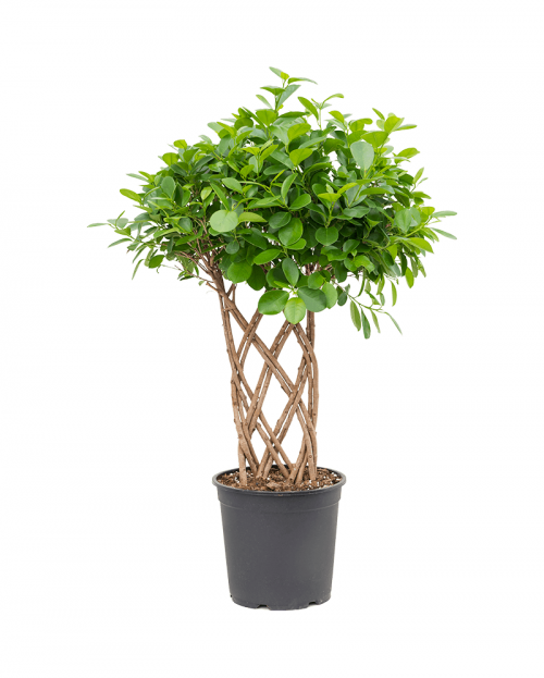 Ficus Moclame 100 cm