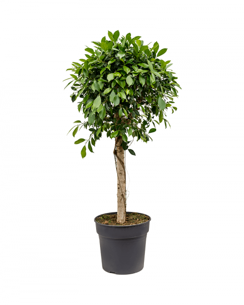 Ficus Nitida 140 cm