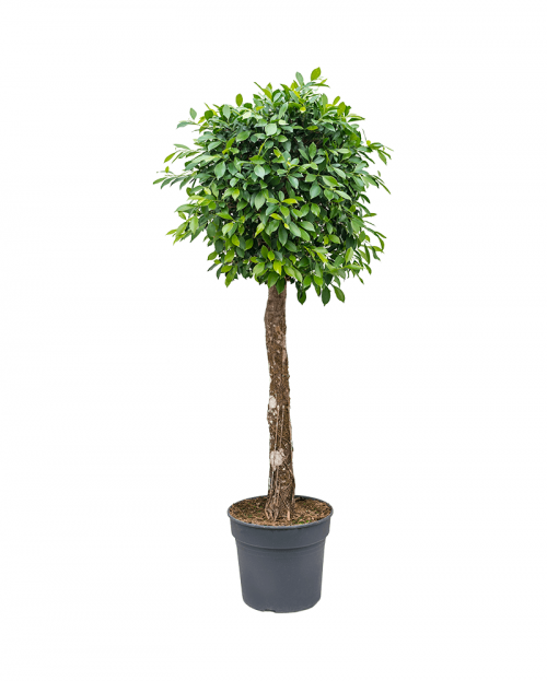 Ficus Nitida 170 cm