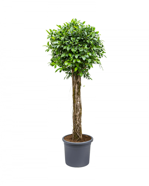 Ficus Nitida 200 cm