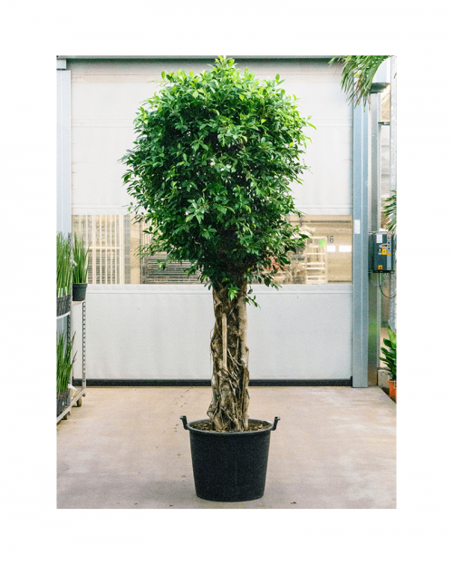 Ficus Nitida 300 cm