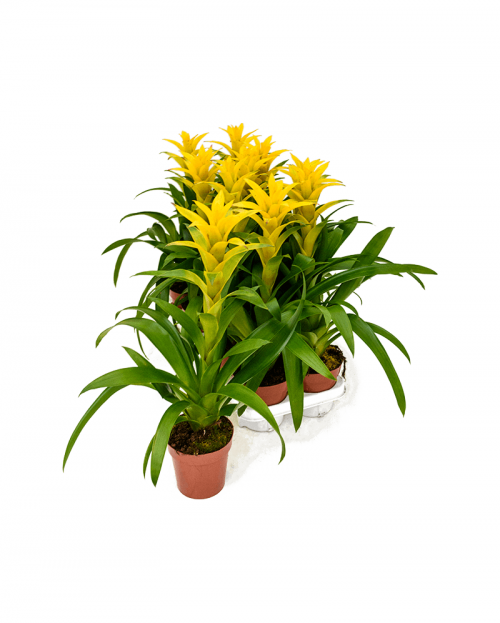 Guzmania yellow 55 cm