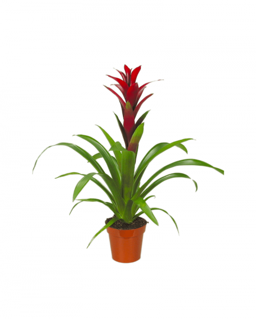 Guzmania red 55 cm