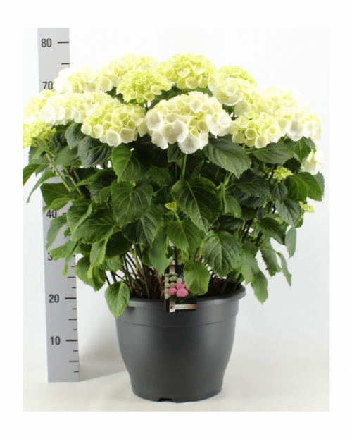 Hortensia alba 70 cm 