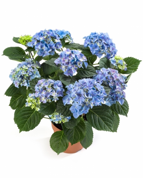 Hortensia rosita blue 40 cm