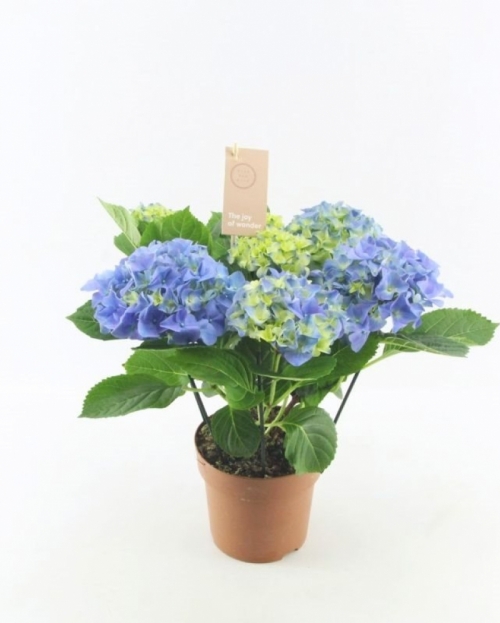 Hortensia rosita blue 40 cm 