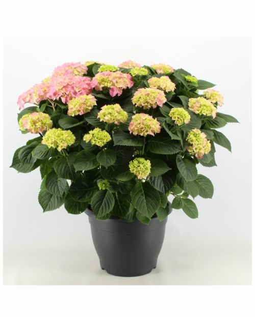 Hortensia rosita pink 70 cm