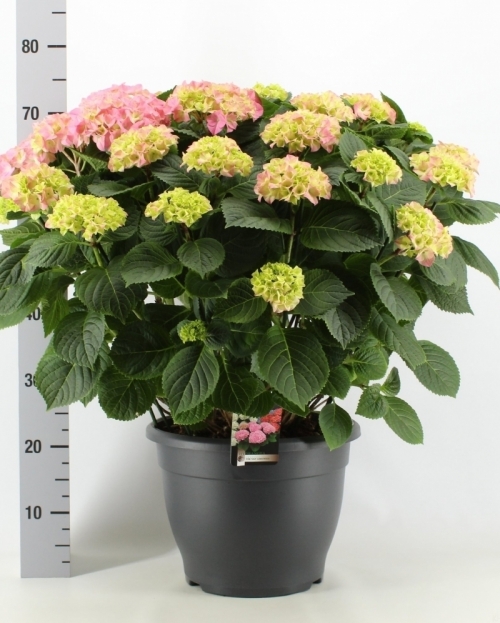 Hydrangea rosita pink 70 cm