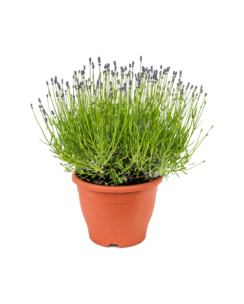 Lavanda 50 cm