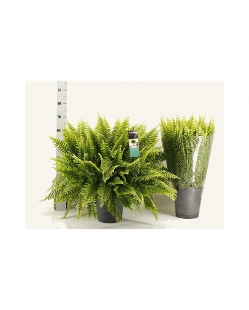 Nephrolepis 60 cm