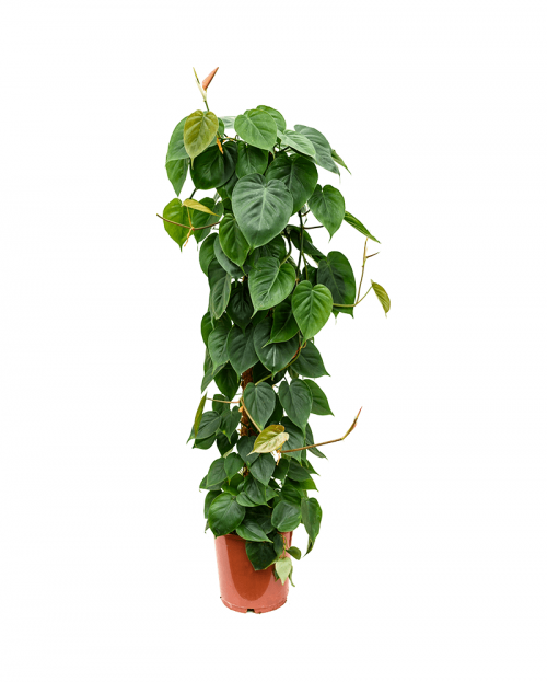 Philodendron Scandens 120 cm