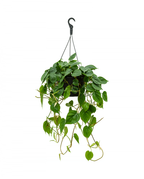 Philodendron Scandens 50 cm