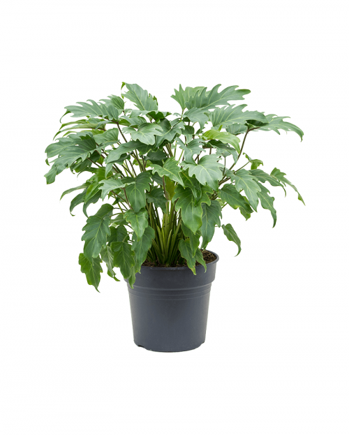 Philodendron Xanadu