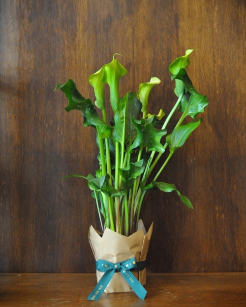 Planta calla 50 cm