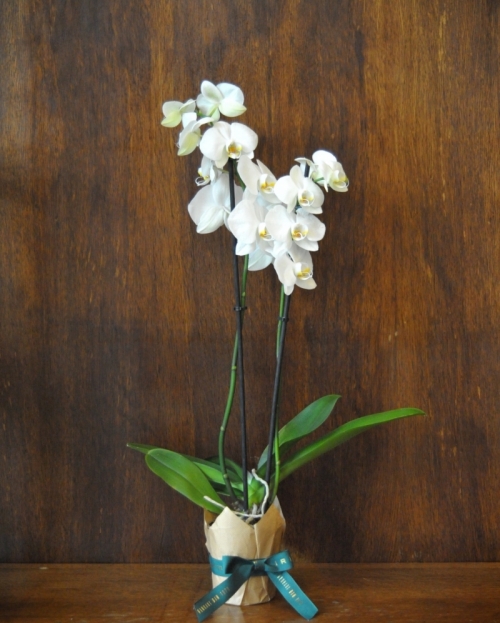 Planta phalaenopsis alba