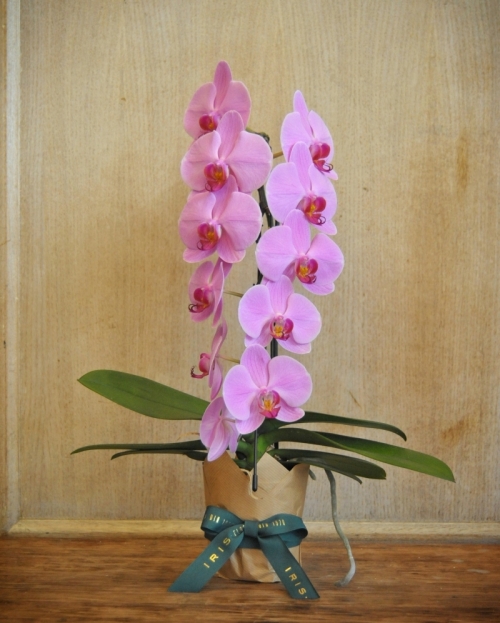 Pink phalaenopsis formidablo plant