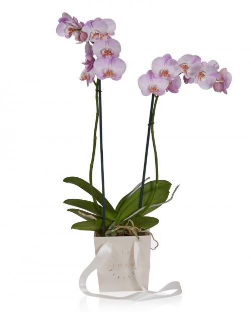 Phalaenopsis plant pink