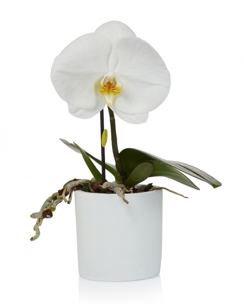 Planta phalaenopsis singolo alb
