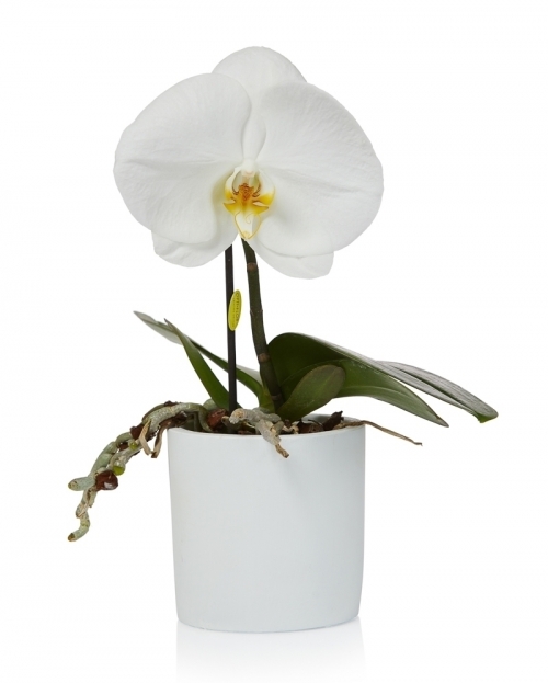 Singolo phalaenopsis plant white