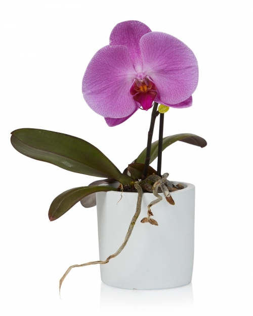 Planta phalaenopsis singolo roz