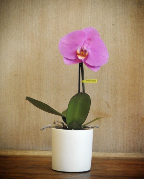 Singolo phalaenopsis plant pink