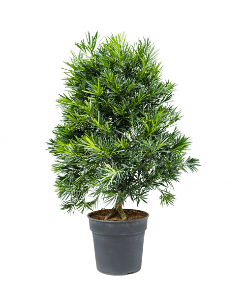 Podocarpus 100 cm