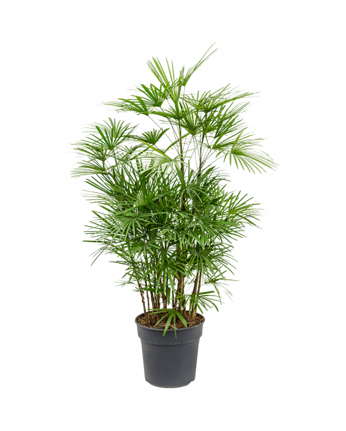 Rhapis Humilis 120 cm