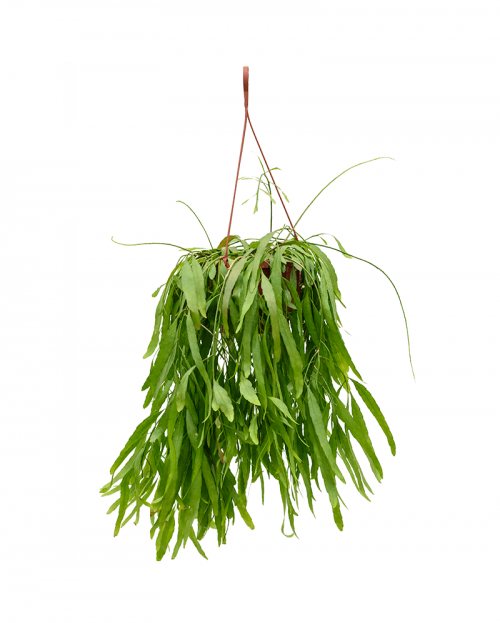 Rhipsalis Ramaloris 60 cm