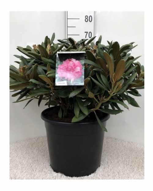Rhododendron roz 70 cm