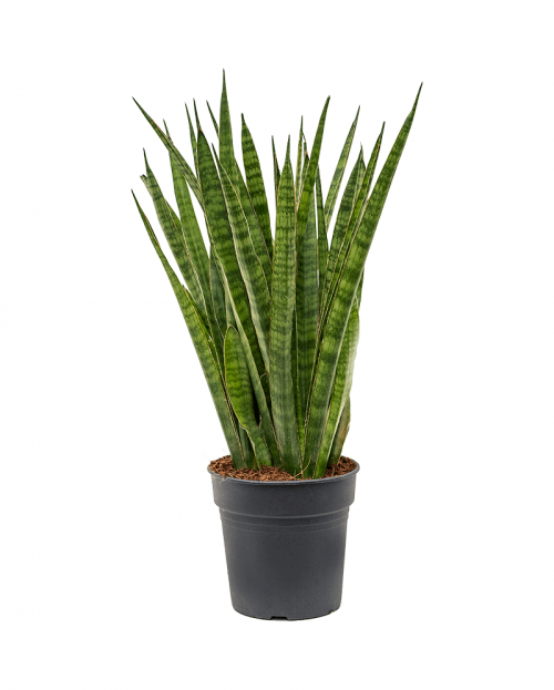 Sansevieria Kirkii 55 cm