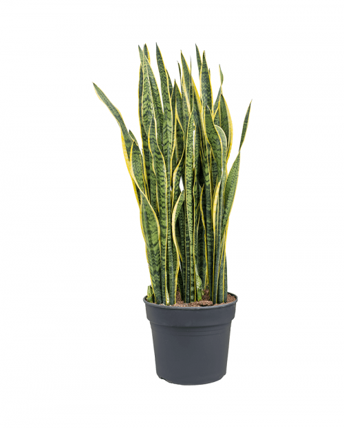 Sansevieria Laurentii 135 cm